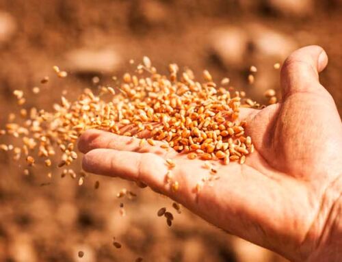 Cómo elegir las mejores semillas para maximizar la rentabilidad de tu finca