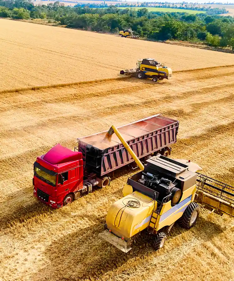 Cosechadoras recogiendo el cereal del campo