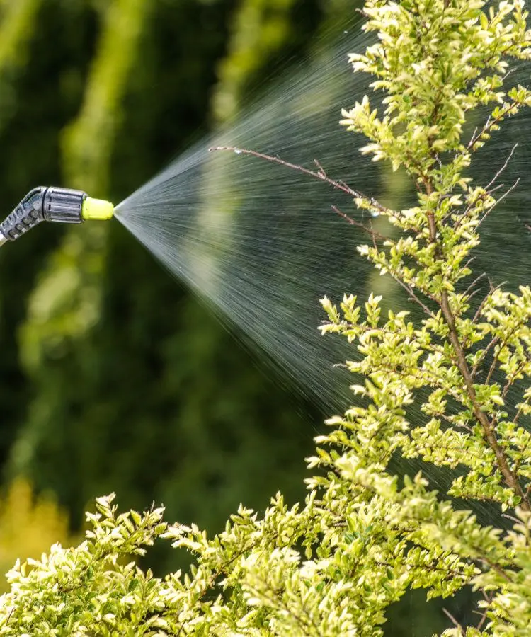 Rociador echando fertilizante líquido sobre planta