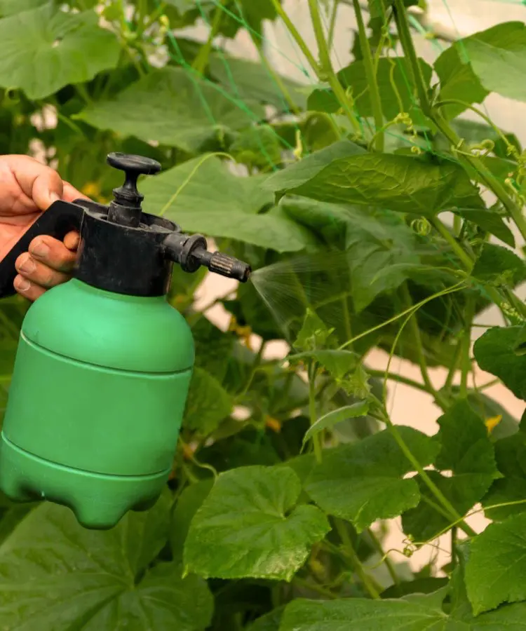 Planta siendo rociada con fertilizante líquido