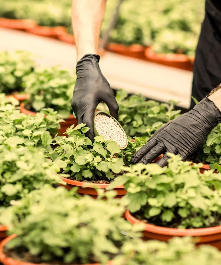 Profesional de Agrogaia aplicando fertilizante sólido a cultivo