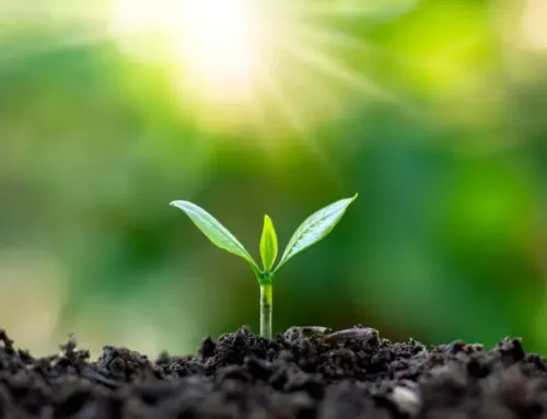Cómo cuidar tus plantas con fertilizante ecológico sin dañar el medioambiente