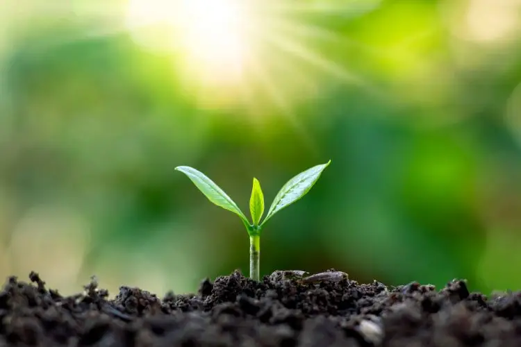 planta pequeña en tierra