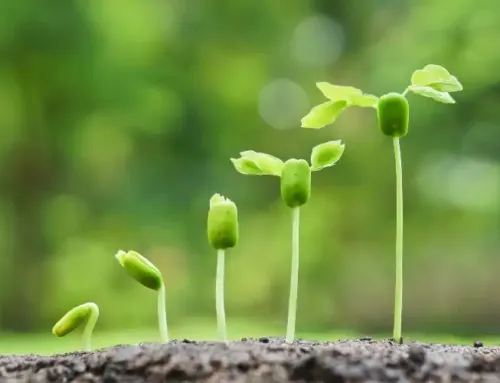 ADP Fertilizantes. ¿ Qué son y para qué se utilizan ?