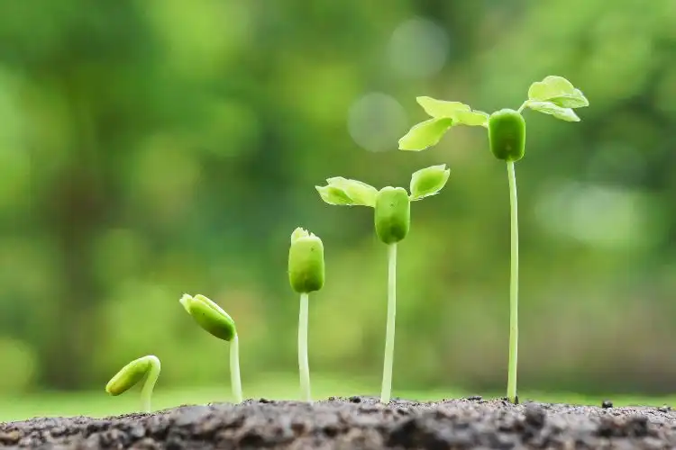 Proceso de crecimiento de una planta con adp fertilizantes