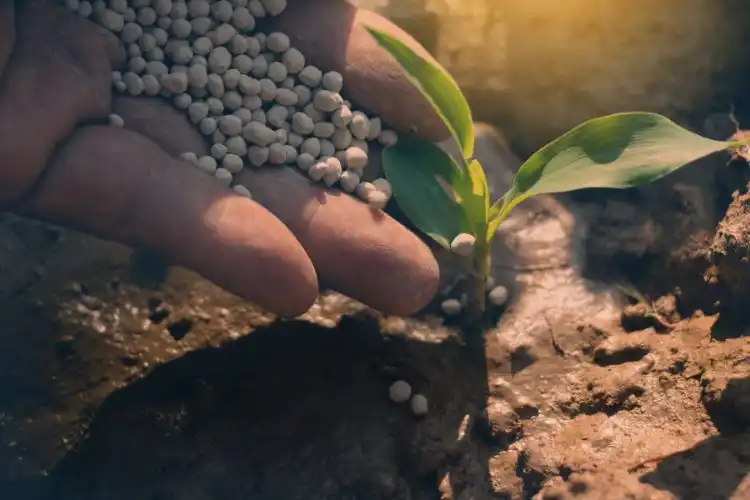 Fertilizante agrícola para cultivos