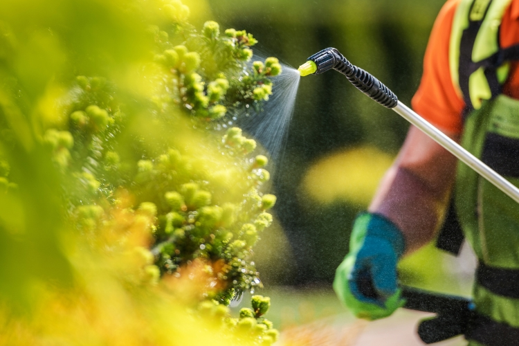 Fertilizante líquido para plantas siendo rociado por un agricultor.