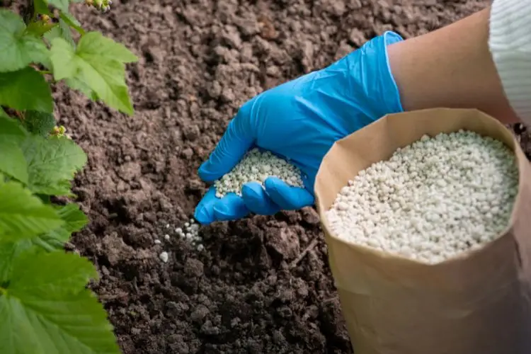 fertilizante para plantas