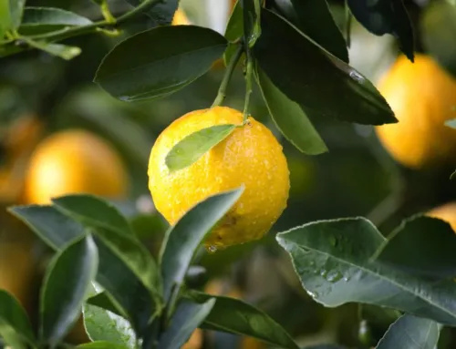 La guía definitiva para elegir el mejor fertilizante para limonero