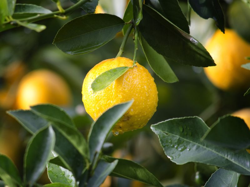 limón utilizando fertilizante para limonero