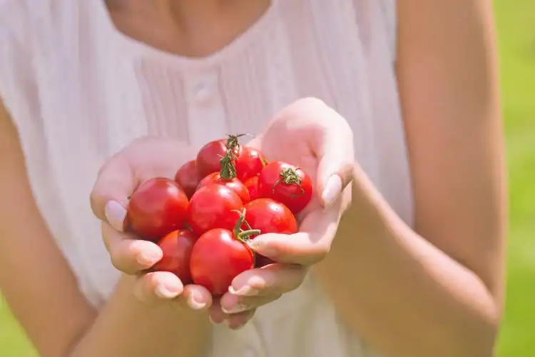 Fertilizante para tomates, manos de mujer sosteniendo un puñado de tomates