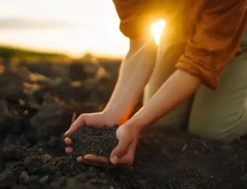 Guano fertilizante: Plantas más fuertes y saludables