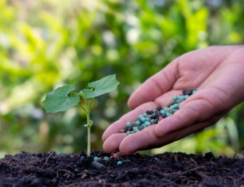 Mejor fertilizante para floración: guía práctica para una cosecha llena de vida