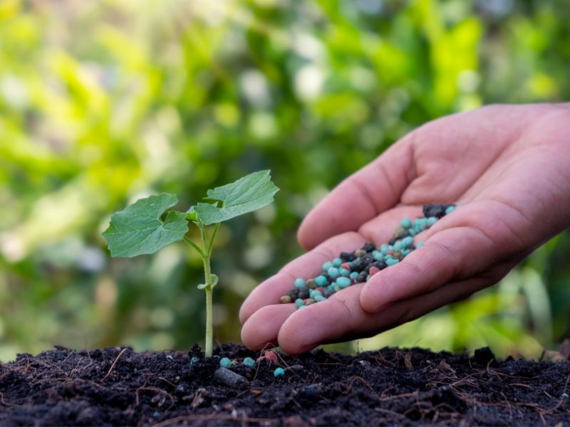mejor fertilizante para floración