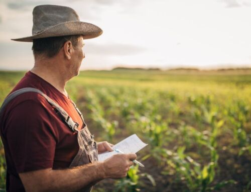 Asesor agrícola: qué hace, cuándo se necesita y cómo ayuda en el uso de fertilizantes