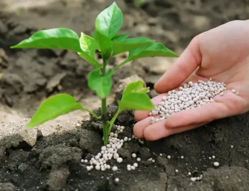 Todo lo que debes saber sobre Agroterra Fertilizantes