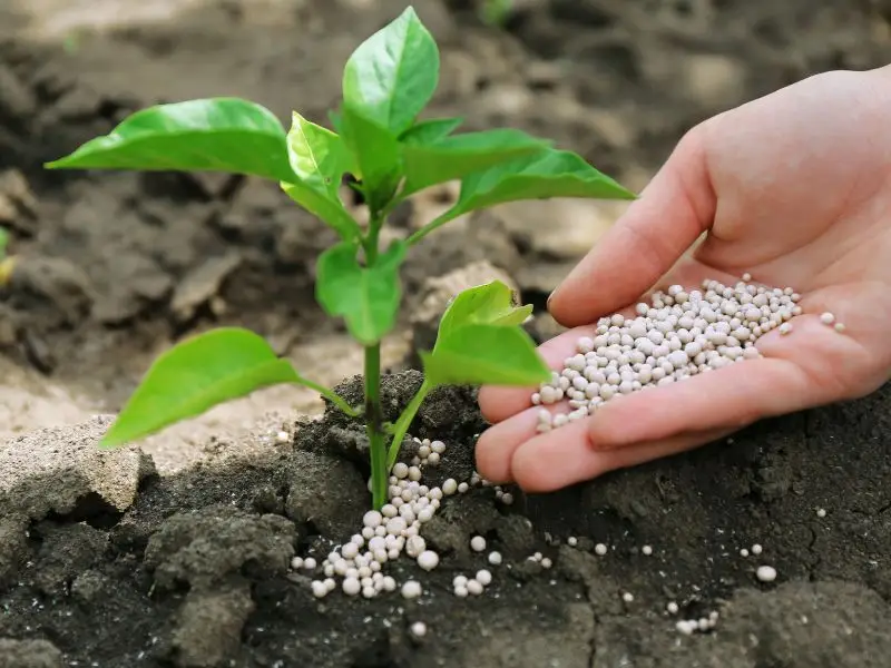 mano con agroterra fertilizantes para planta