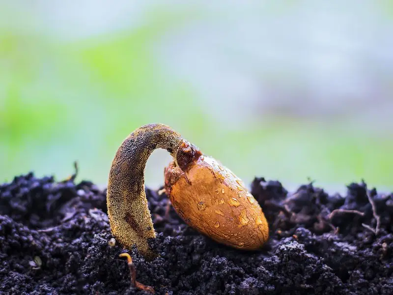 Semilla creciendo gracias al germinador de semillas