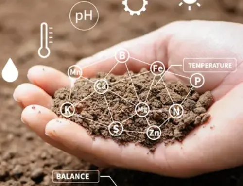 Fertilizantes para cereales: guía completa para trigo, cebada y otros cultivos extensivos